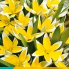 Bloembollen|Ecocheques|ohgreen 10 tulipa tarda