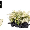 Groene Planten|Ecocheques|ohgreen Aglaonema wit p19 h40