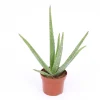 Cactus - Succulent - Sanseveria|Ecocheques|ohgreen Aloe Vera