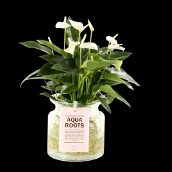Composities En Terrariums|Ecocheques|ohgreen Anthurium sierglas