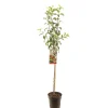 Fruitbomen|Ecocheques|ohgreen Appelboom malus domestica gloster halfstam