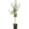 Fruitbomen|Ecocheques|ohgreen Appelboom malus domestica cox's orange laagstam