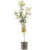 Fruitbomen|Ecocheques|ohgreen Appelboom malus domestica delcorf laagstam