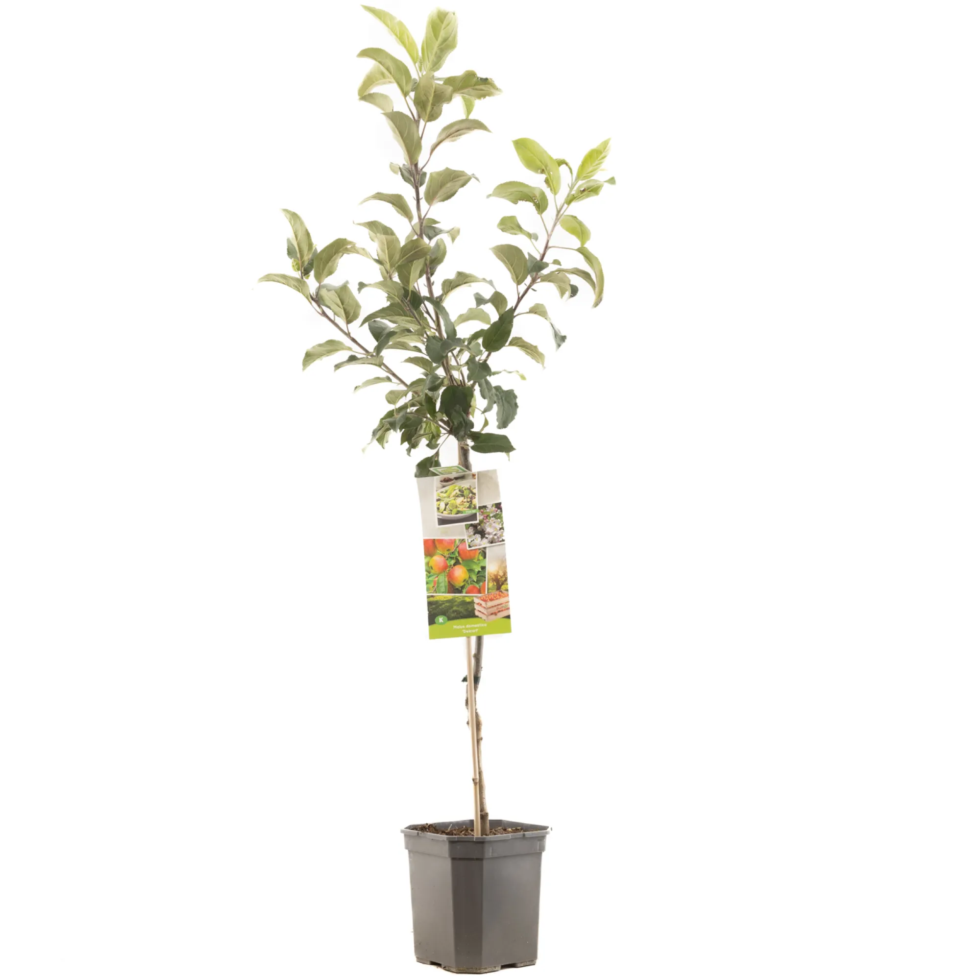 Fruitbomen|Ecocheques|ohgreen Appelboom malus domestica delcorf laagstam