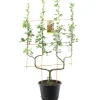 Fruitbomen|Ecocheques|ohgreen Appelboom malus domestica cox's orange dubbele-u boom