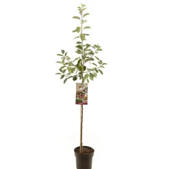 Fruitbomen|Ecocheques|ohgreen Appelboom malus domestica rood boskoop halfstam