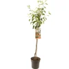 Fruitbomen|Ecocheques|ohgreen Appelboom malus domestica james grieve halfstam