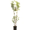 Fruitbomen|Ecocheques|ohgreen Appelboom malus domestica duo-appel
