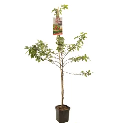 Fruitbomen|Ecocheques|ohgreen Appelboom malus red sentinel ( sierappel ) laagstam