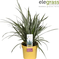 Vaste Planten|Ecocheques|ohgreen Astelia Silver Shadow