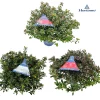 Struiken|Ecocheques|ohgreen Azalea japonica Hortinno