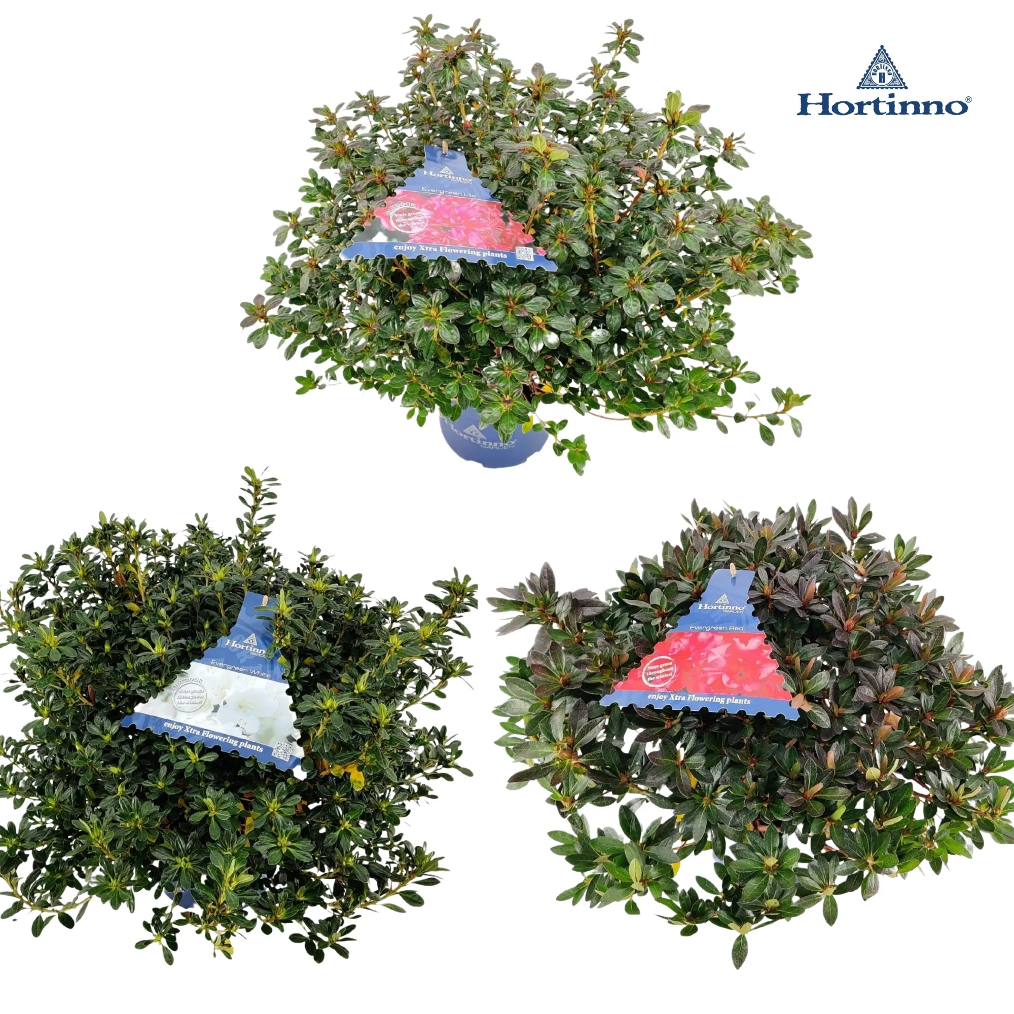 Struiken|Ecocheques|ohgreen Azalea japonica Hortinno