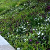 Vaste Planten|Ecocheques|ohgreen Bodembedekker p9