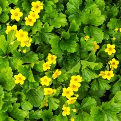 Vaste Planten|Ecocheques|ohgreen Bodembedekker p9