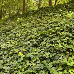 Vaste Planten|Ecocheques|ohgreen Bodembedekker p9
