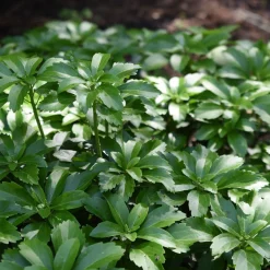 Vaste Planten|Ecocheques|ohgreen Bodembedekker p9