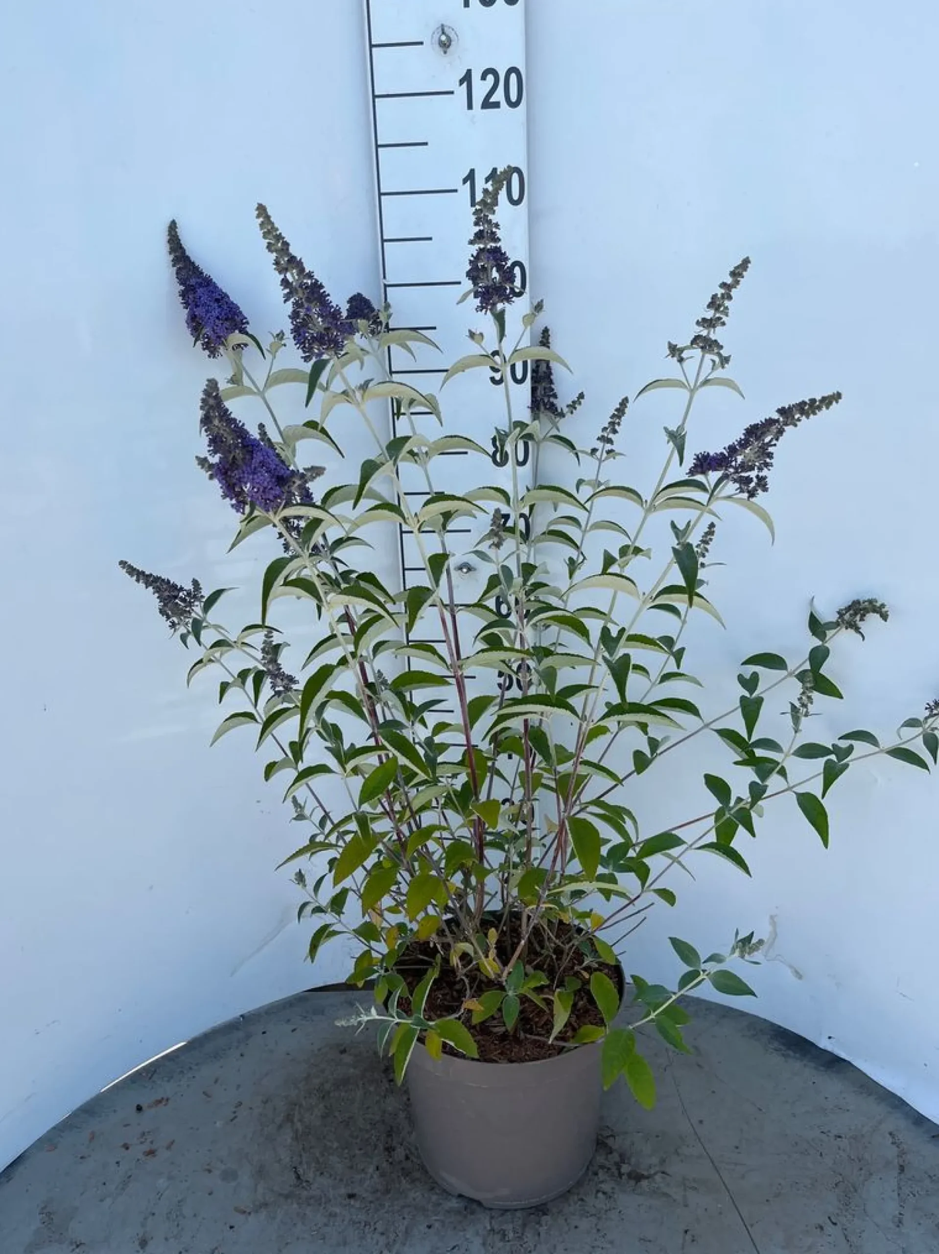 Struiken|Ecocheques|ohgreen Buddleja davidii Empire Blue ( Vlinderstruik )