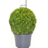 Struiken|Ecocheques|ohgreen Buxus bol in grijze decopot p26 h45