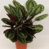 Groene Planten|Ecocheques|ohgreen Calathea Medallion (Pauwenplant)