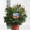Mediterrane Planten|Ecocheques|ohgreen Callistemon ( Lampenpoetser struik )