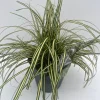 Vaste Planten|Ecocheques|ohgreen Carex hachijoensis Evergold ( Bontbladige Zegge )