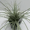 Vaste Planten|Ecocheques|ohgreen Carex oshimensis Everest