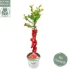 Struiken|Ecocheques|ohgreen Chaenomeles speciosa Scarlet Storm ( Japanse Dwergkwee )