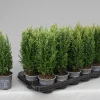 Struiken|Ecocheques|ohgreen Chamaecyparis lawsoniana Snow White