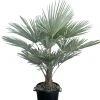 Ecocheques|Mediterrane Planten|ohgreen Chinese Waaierpalm