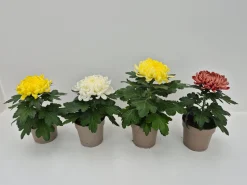 Najaar|Ecocheques|ohgreen Chrysanthemum uniflor