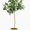 Mediterrane Planten|Ecocheques|ohgreen Citroenboom p25