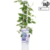 Klimplanten|Ecocheques|ohgreen Clematis evision Olympia