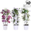 Ecocheques|Klimplanten|ohgreen Clematis Tsukiko p23