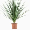 Mediterrane Planten|Ecocheques|ohgreen Cordyline p29