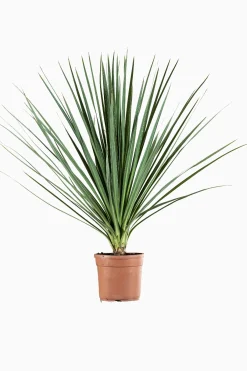 Mediterrane Planten|Ecocheques|ohgreen Cordyline p29