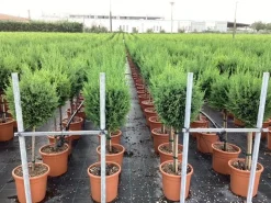 Vaste Planten|Ecocheques|ohgreen Cupressocyparis sempervirens Pyramidalis ( Italiaanse cipres )