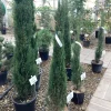 Struiken|Ecocheques|ohgreen Cuprocyparis leylandii Pyramidalis