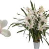 Ecocheques|Bloeiende Planten|ohgreen Cymbidium lucky kate p12 h50