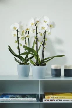 Ecocheques|Potten En Vazen|ohgreen Diamond orchidee 12,5cm