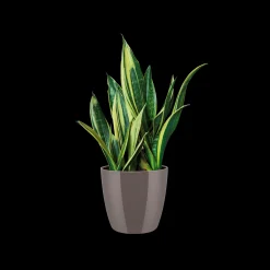 Ecocheques|Potten En Vazen|ohgreen Diamond rond 16cm