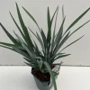 Vaste Planten|Ecocheques|ohgreen Dianella revoluta Blue Stream ( Tasmaanse Vlaslelie )