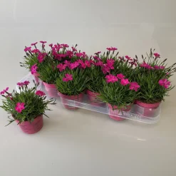 Voorjaar|Ecocheques|ohgreen Dianthus kahori