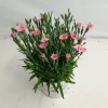 Voorjaar|Ecocheques|ohgreen Dianthus peach