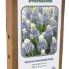 Ecocheques|Bloembollen|ohgreen Doos 'everbloom' met 25 bloembollen muscari mountain lady