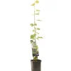 Fruitbomen|Ecocheques|ohgreen Druivenplant vitis vinifera muscat 150 cm