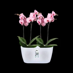 Ecocheques|Potten En Vazen|ohgreen Duo orchidee 25cm