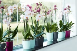 Ecocheques|Potten En Vazen|ohgreen Duo orchidee 25cm