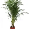 Groene Planten|Ecocheques|ohgreen Dypsis lutescens p27 h160