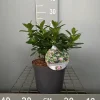 Struiken|Ecocheques|ohgreen Escallonia laevis Pink Elle