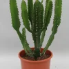 Cactus - Succulent - Sanseveria|Ecocheques|ohgreen Euphorbia triangularis